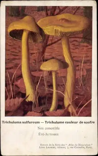 Ak Pilze, Tricholoma sulfureum