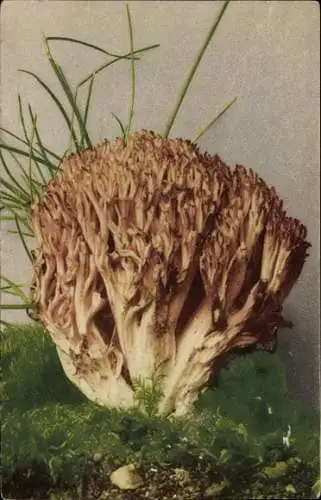 Ak Pilze, Clavaria botrytis