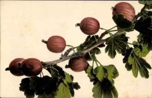 Ak Früchte, Stachelbeeren, Obst