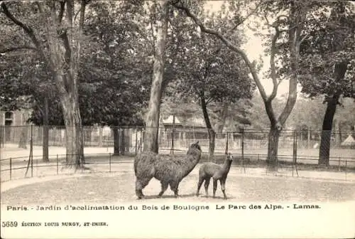 Ak Paris XVI, Bois de Boulogne, Jardin d'acclimatation, Lamas