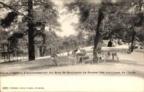 Ak Paris XVI, Jardin d'Acclimatation, Le Rocher des Antilopes de l'Inde