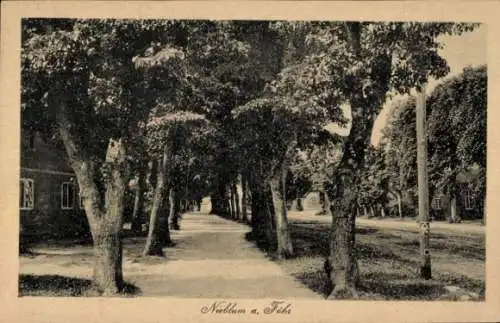 Ak Nieblum auf der Insel Föhr Nordfriesland, Allee mit Bäumen, Häuser sind im Hintergrund zu s...