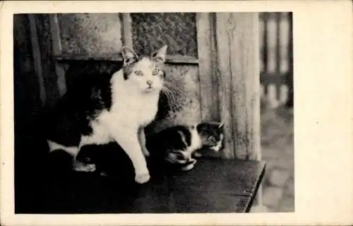 Foto Ak Katze mit Jungtier, Kätzchen