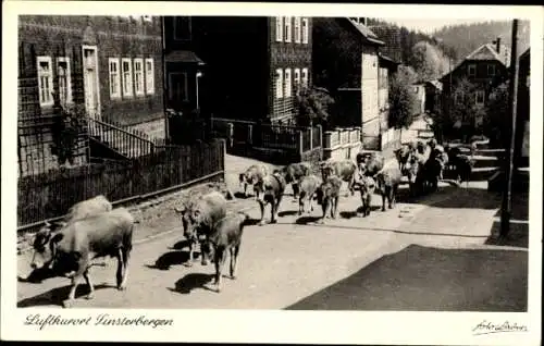 Ak Finsterbergen Friedrichroda im Thüringer Wald, ausziehende Kuhherde