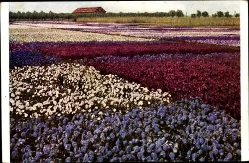 Ak Erfurt in Thüringen, Blumenfeld mit verschiedenen Blumenarten