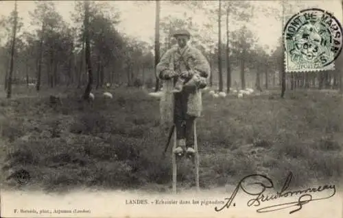 Ak Landes, Echassier dans les pignadars