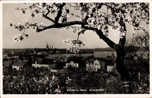 Ak Werder an der Havel,  Kirschblüte