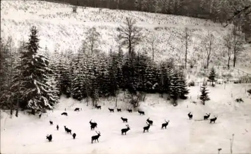 Ak Bad Berleburg in Westfalen, Wildfütterung im Wittgensteiner Wald, Forsthaus Ihrige, Winter