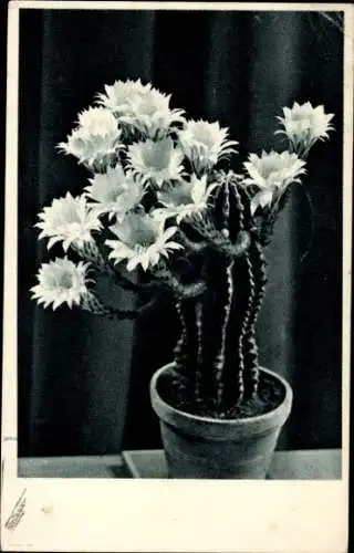 Ak Blühende Kakteen im Blumentopf