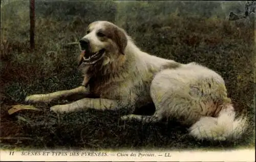 Ak Pyrenäen, Weißer Hund, Tierporträt