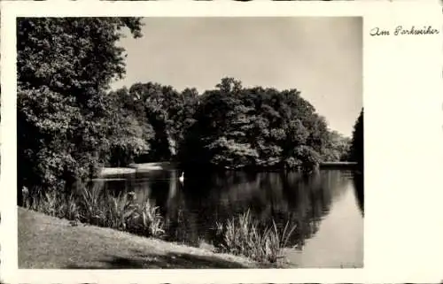 Ak Hanau am Main, Parkweiher, Schwan auf dem Wasser, Ufer mit Pflanzenbewuchs, Bäume