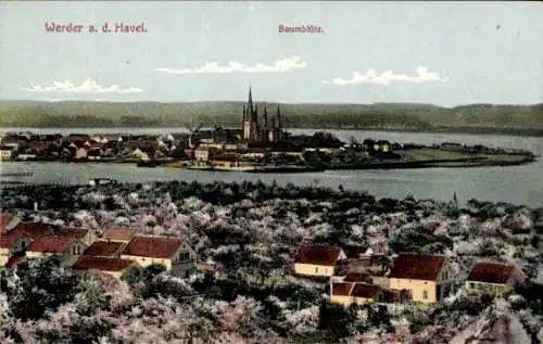 Ak Werder an der Havel,  Baumblüte.