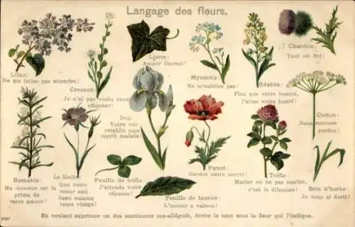 Ak Langage des fleurs, Iris, Lilas, Lierre, Myosotis, Cresson, Romarin, Pavot