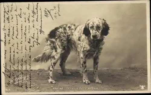 Ak Phryne, Chienne Setter Anglaise