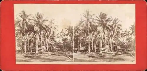 Stereo CdV Java Indonesien, Kokospalmen