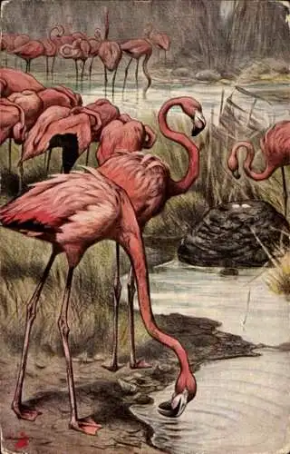 Künstler Ak Kuhnert, Wilh., Flamingos am Wasser