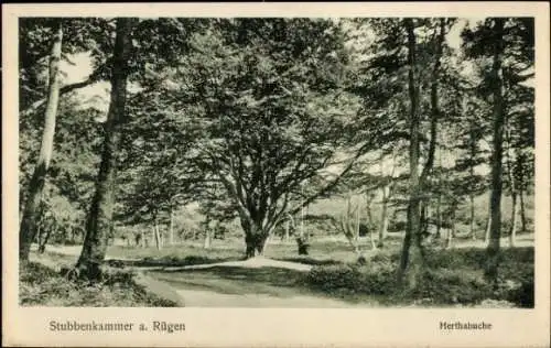 Ak Stubbenkammer Sassnitz auf Rügen, Herthabuche