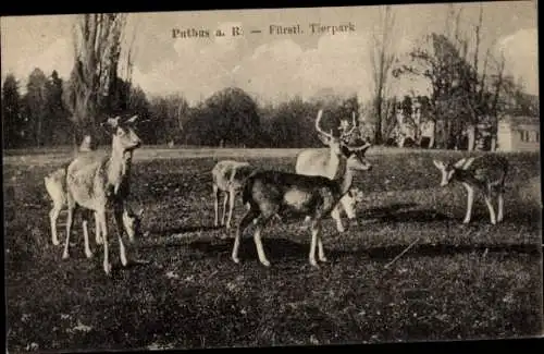 Ak Putbus Rügen, Fürstlicher Tierpark, Hirsche