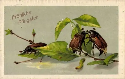 Ak Glückwunsch Pfingsten, Maikäfer