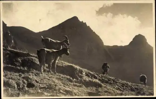 Foto Ak Bergziegen, Gebirge, Bergspitze