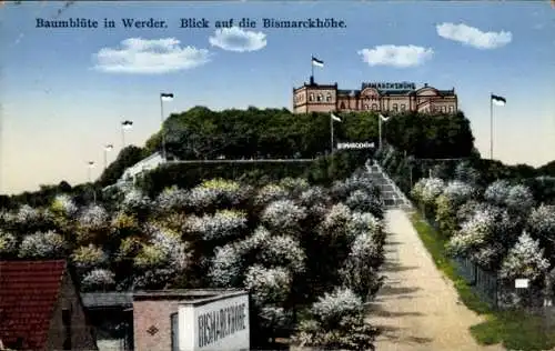 Ak Werder an der Havel, Blumen blühen an Bäumen. Im Hintergrund ist die Bismarckhöhe zu sehen.