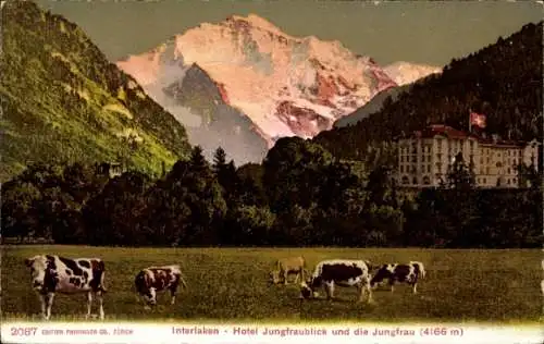 Ak Interlaken Kanton Bern Schweiz, Hotel Jungfraublick, Kühe auf der Weide, Berg Jungfrau, son...