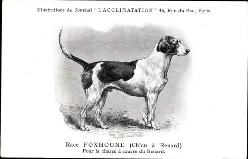 Künstler Ak Hunderasse, Espèces Canines, Race Foxhound, Chien a Renard, pour la chasse