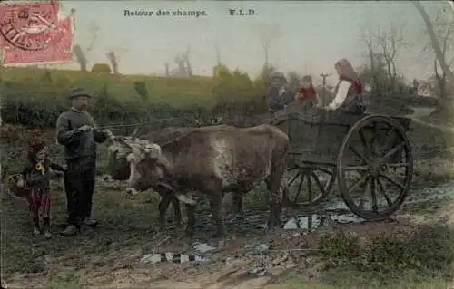 CPA Retour des champs, Ochsen