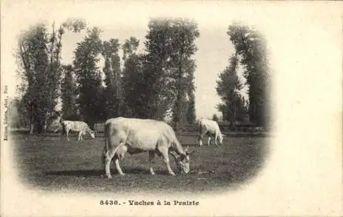 Ak Allier Frankreich, Kühe auf der Weide