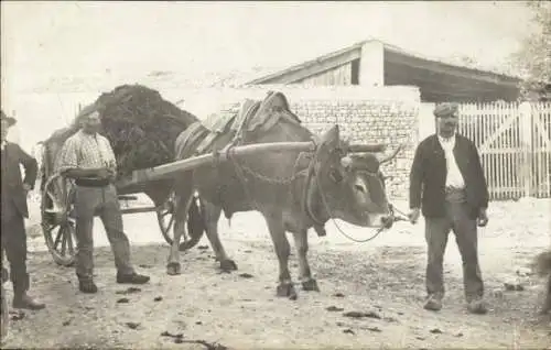 Foto Ak Bauern mit Rinderfuhrwerk