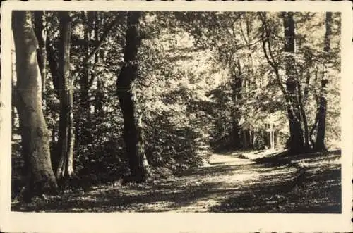 Ak Westensee in Holstein, Waldspaziergang