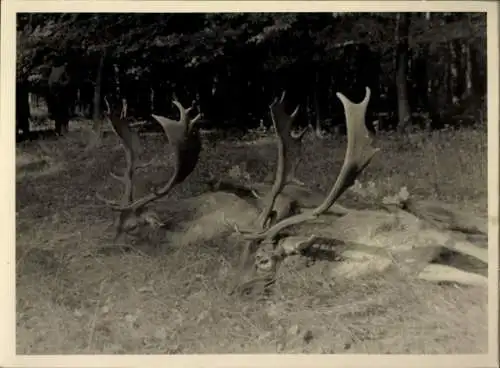 Foto Jagd, erlegte Hirsche am Waldrand