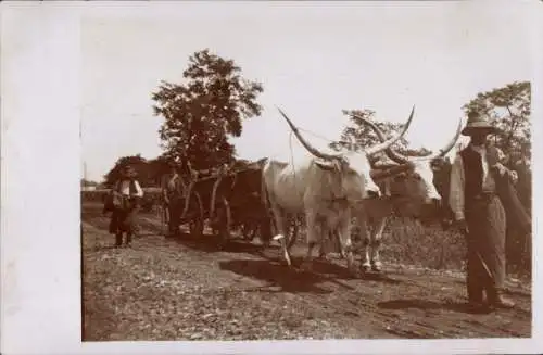 Foto Ak Rinderkarren, Bauern, Straße
