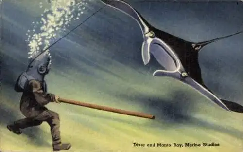 PC Diver and Manta Ray, Marine Studius