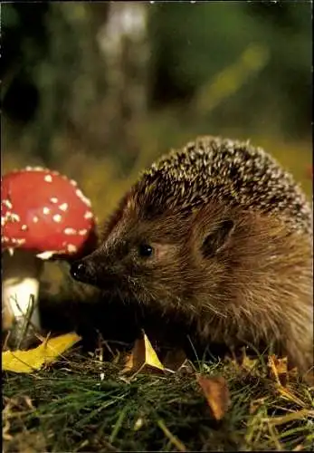 Ak Igel, Fliegenpilz