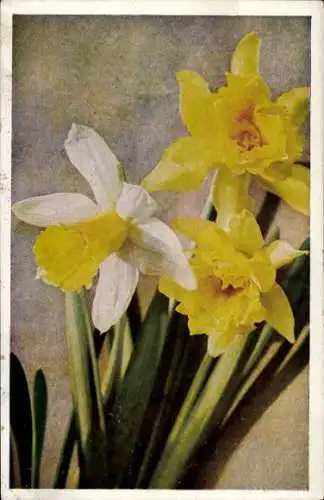 Ak Narzissen, Blumen