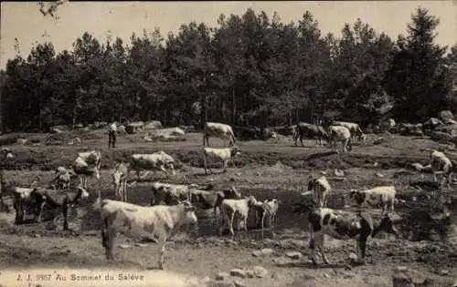 CPA Au Sommet du Salėve, Kühe