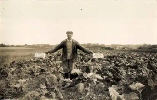 Ak Bauer auf einem Kohlfeld, mit und ohne Düngung