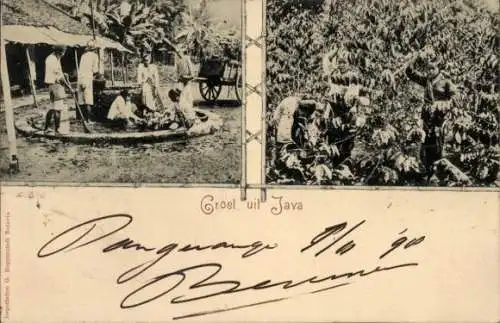 Ak Java Indonesien, Teepflücken und Trocknen