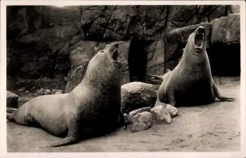 Ak Hamburg Eimsbüttel Stellingen, Carl Hagenbeck's Tierpark, Brüllende Seeelefanten