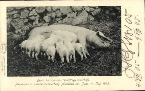 Ak München, Wanderausstellung 1905, Schweine, Deutsche Landwirtschaftsgesellschaft