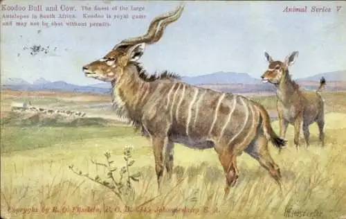 Künstler Ak Südafrika, Koodoo Bull and Cow