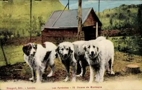 Ak Pyrenäen-Berghunde, Hunde stehen vor einer Hütte.