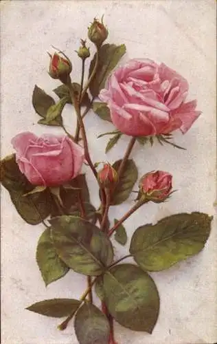 Ak Rosafarbene Rosen, Blüten, Knospen