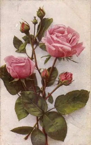 Ak Rosafarbene Rosen, Blüten, Knospen