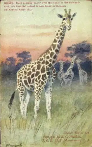 Künstler Ak Tierwelt in Afrika, Giraffen