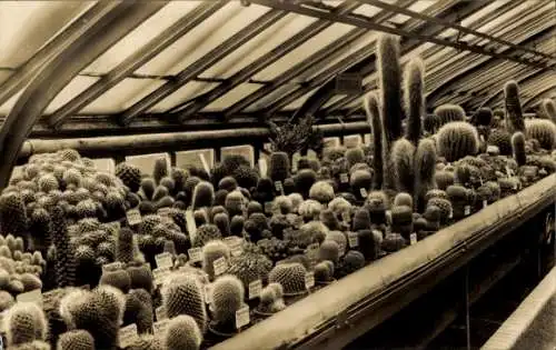 Ak Berlin Zehlendorf Dahlem, Botanischer Garten, Kakteenhaus