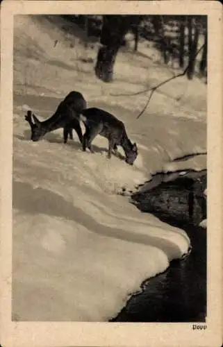 Ak Hirsch und Reh, Jungtiere, Schnee, Wald