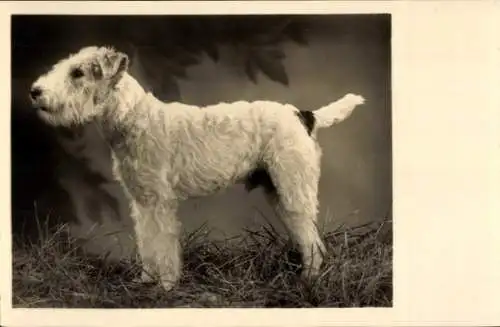 Ak Hund, Terrier
