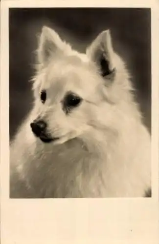 Ak Hundeportrait